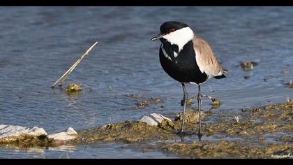 Spur-winged Lapwing