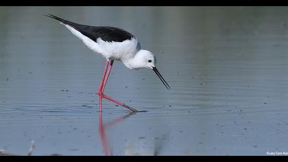 Black-winged Stilt