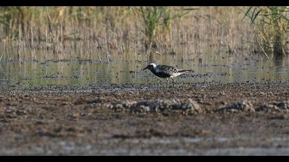 Grey Plover