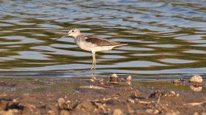 Common Greenshank
