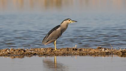 Black-crowned Night Heron