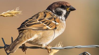 Eurasian Tree Sparrow