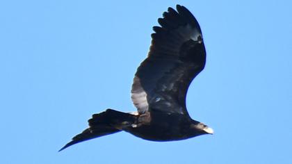 Greater Spotted Eagle