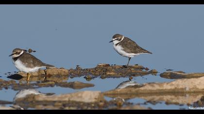 Kentish Plover
