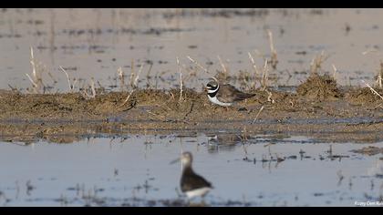 Common Ringed Plover