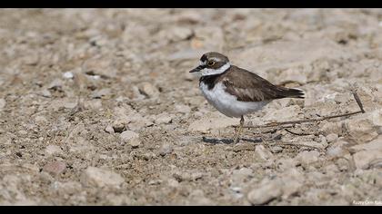 Little Ringed Plover