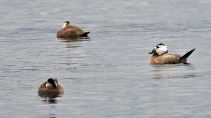 White-headed Duck