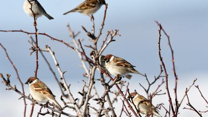 Eurasian Tree Sparrow
