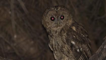Tawny Owl