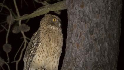 Brown Fish Owl