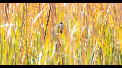 Bearded Reedling