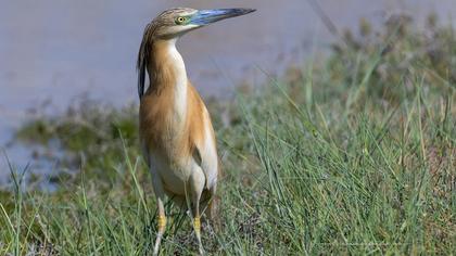 Squacco Heron