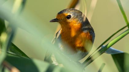 European Robin