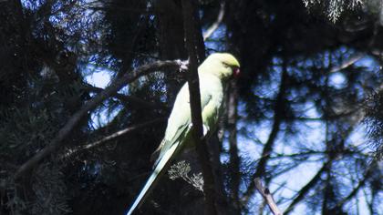Rose-ringed Parakeet
