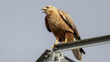 Common Buzzard