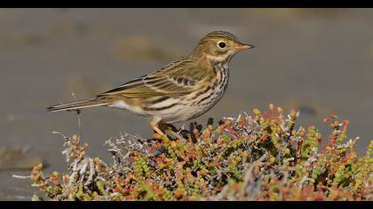 Meadow Pipit