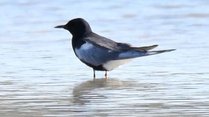 White-winged Tern