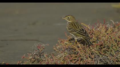 Meadow Pipit