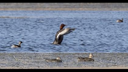 Ferruginous Duck