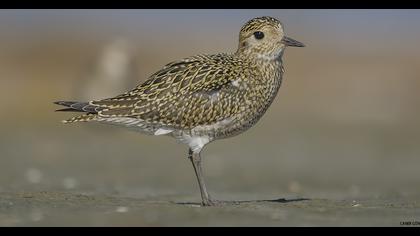 European Golden Plover