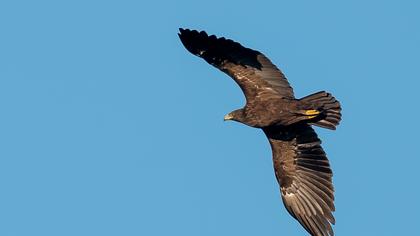 Greater Spotted Eagle