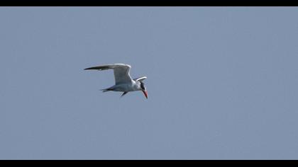 Caspian Tern