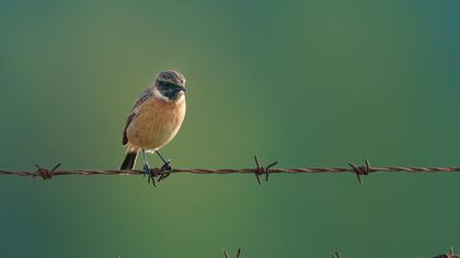 European Stonechat