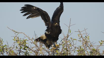 Greater Spotted Eagle