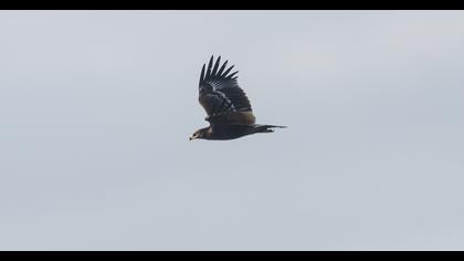 Greater Spotted Eagle
