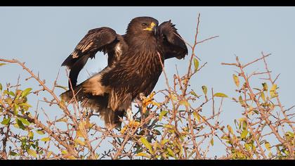 Büyük orman kartalı