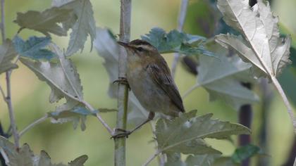 Sedge Warbler