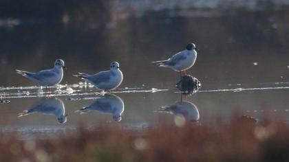 Little Gull