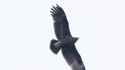 Greater Spotted Eagle