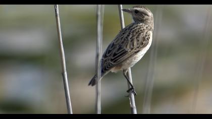 Whinchat