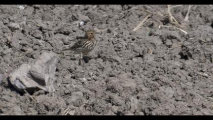 Red-throated Pipit