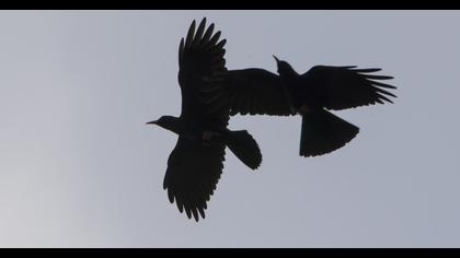 Red-billed Chough
