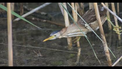 Little Bittern