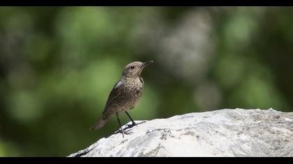 Blue Rock Thrush