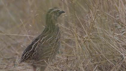 Common Quail