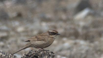 Radde`s Accentor