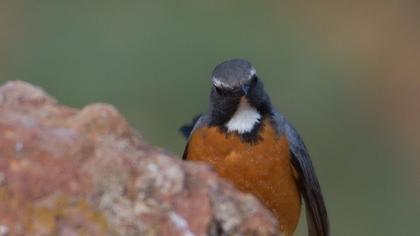 White-throated Robin