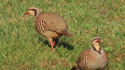 Chukar Partridge