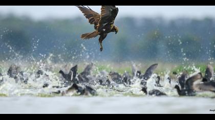 Western Marsh Harrier