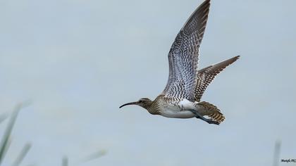 Whimbrel