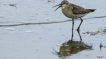 Curlew Sandpiper