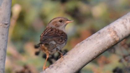 Dunnock
