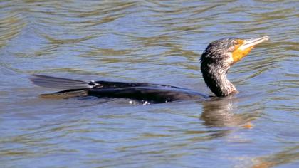 Great Cormorant