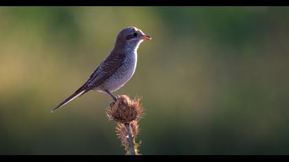 Red-backed Shrike