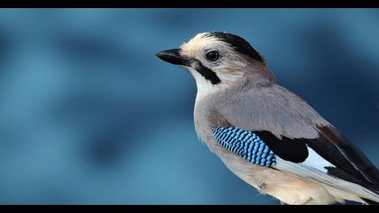 Eurasian Jay
