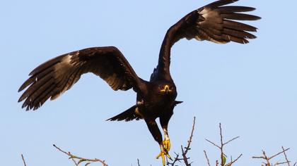 Greater Spotted Eagle